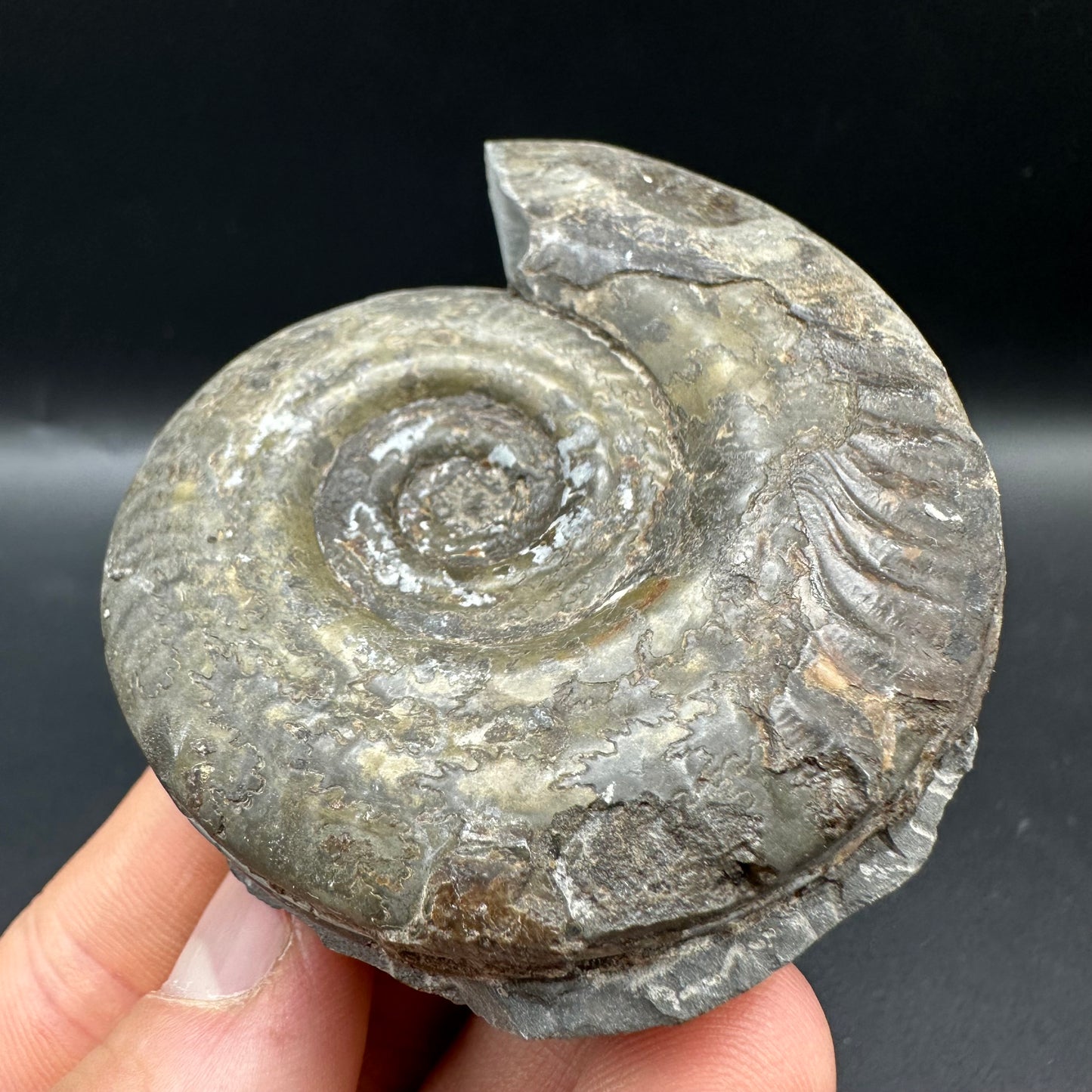 Hildoceras semipolitum Ammonite fossil with box and stand - Whitby, North Yorkshire Jurassic Coast, Yorkshire Fossils from the Jurassic Coast