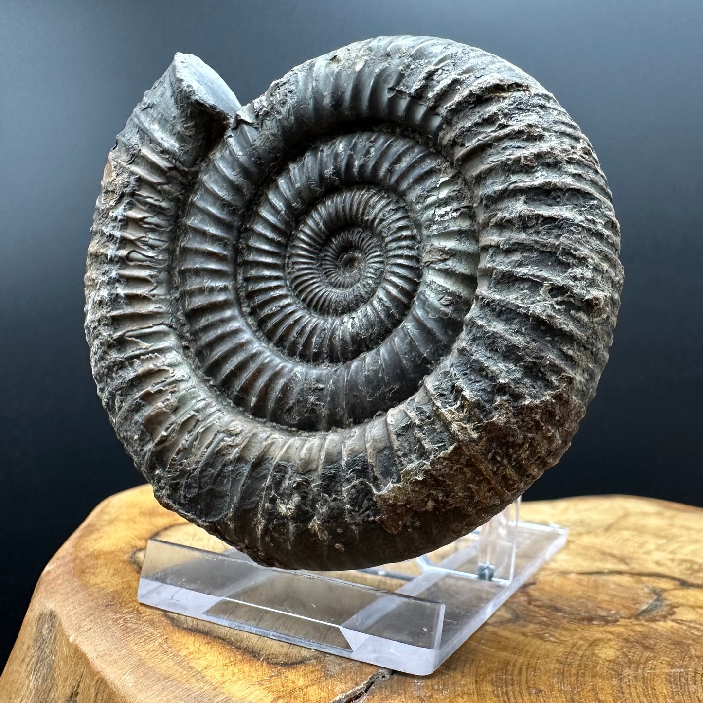Dactylioceras Ammonite Fossil With box and Stand - Whitby, North Yorkshire Jurassic Coast Yorkshire Fossils