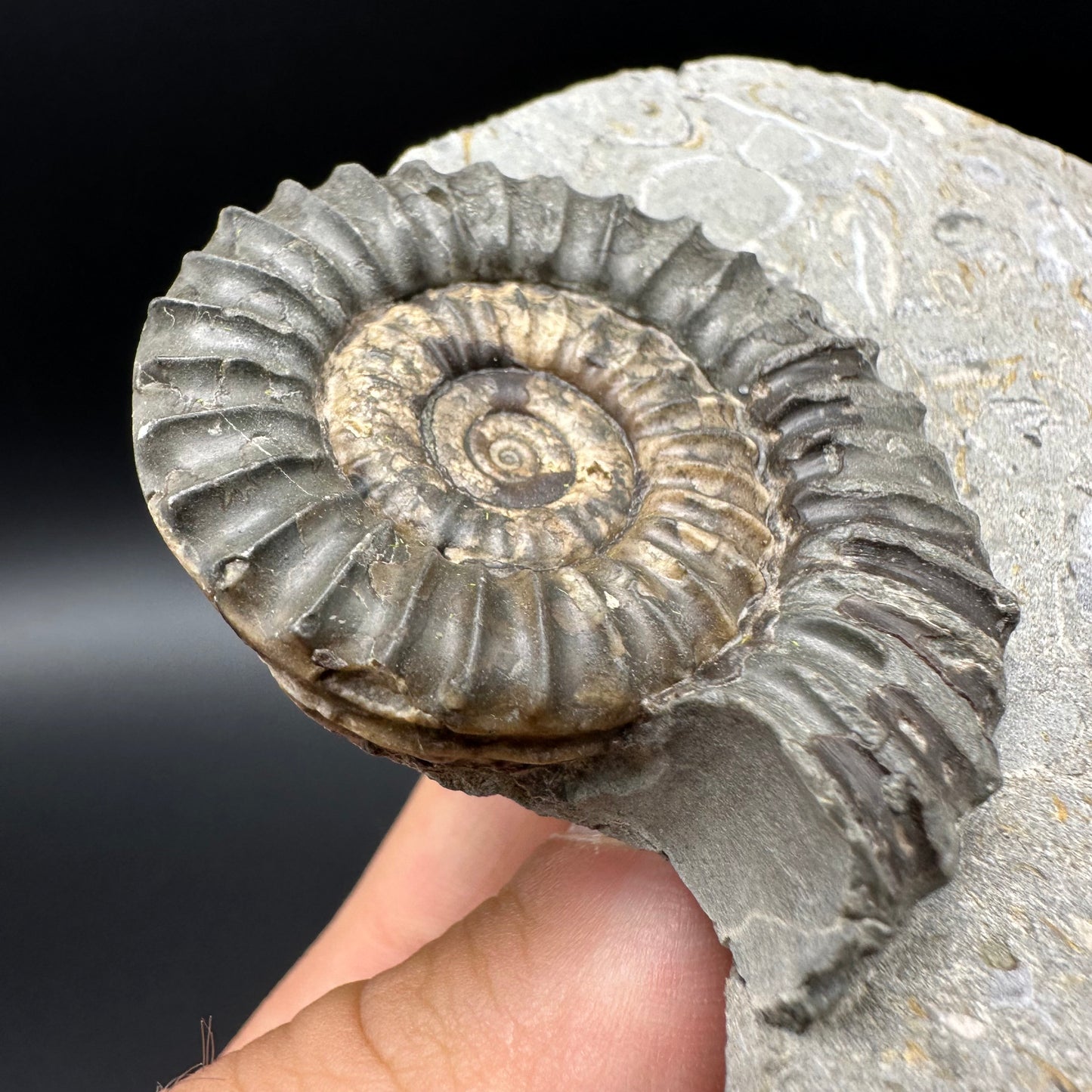 Arnioceras ammonite shell fossil with box and stand - Whitby, North Yorkshire Jurassic Coast Yorkshire Fossils