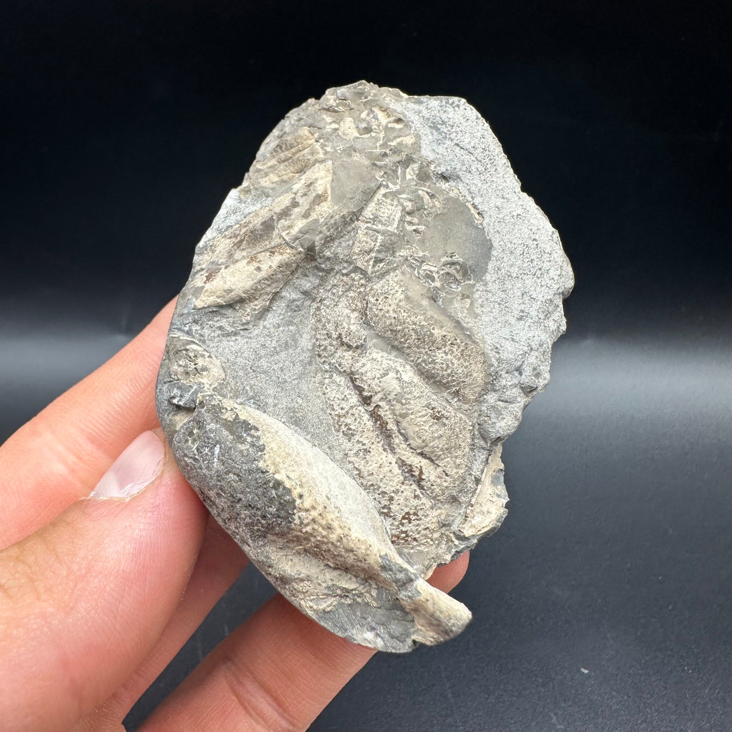Lobster fossil with box and stand - Whitby, North Yorkshire Jurassic Coast, Yorkshire fossils