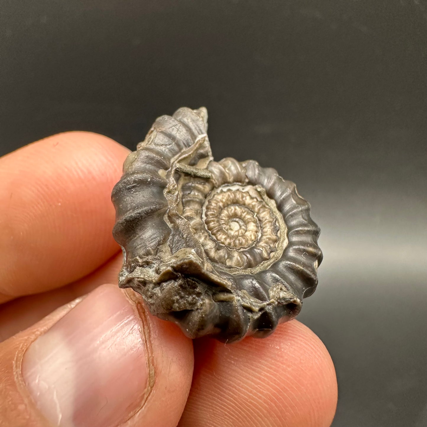 Gagaticeras Ammonite fossil with box and stand - Whitby, North Yorkshire Jurassic Coast Yorkshire Fossils