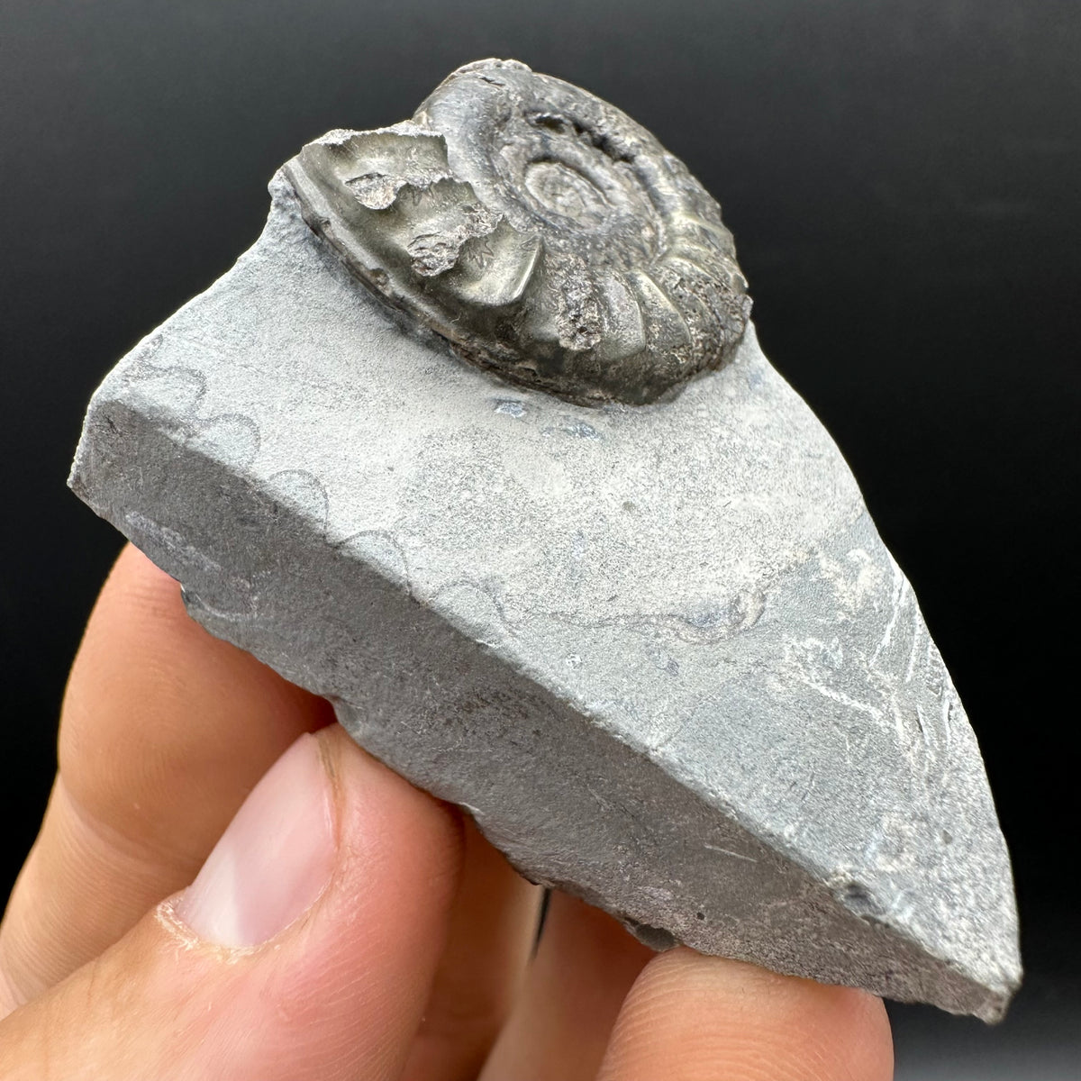 Arnioceras ammonite shell fossil with box and stand - Whitby, North Yorkshire Jurassic Coast Yorkshire Fossils