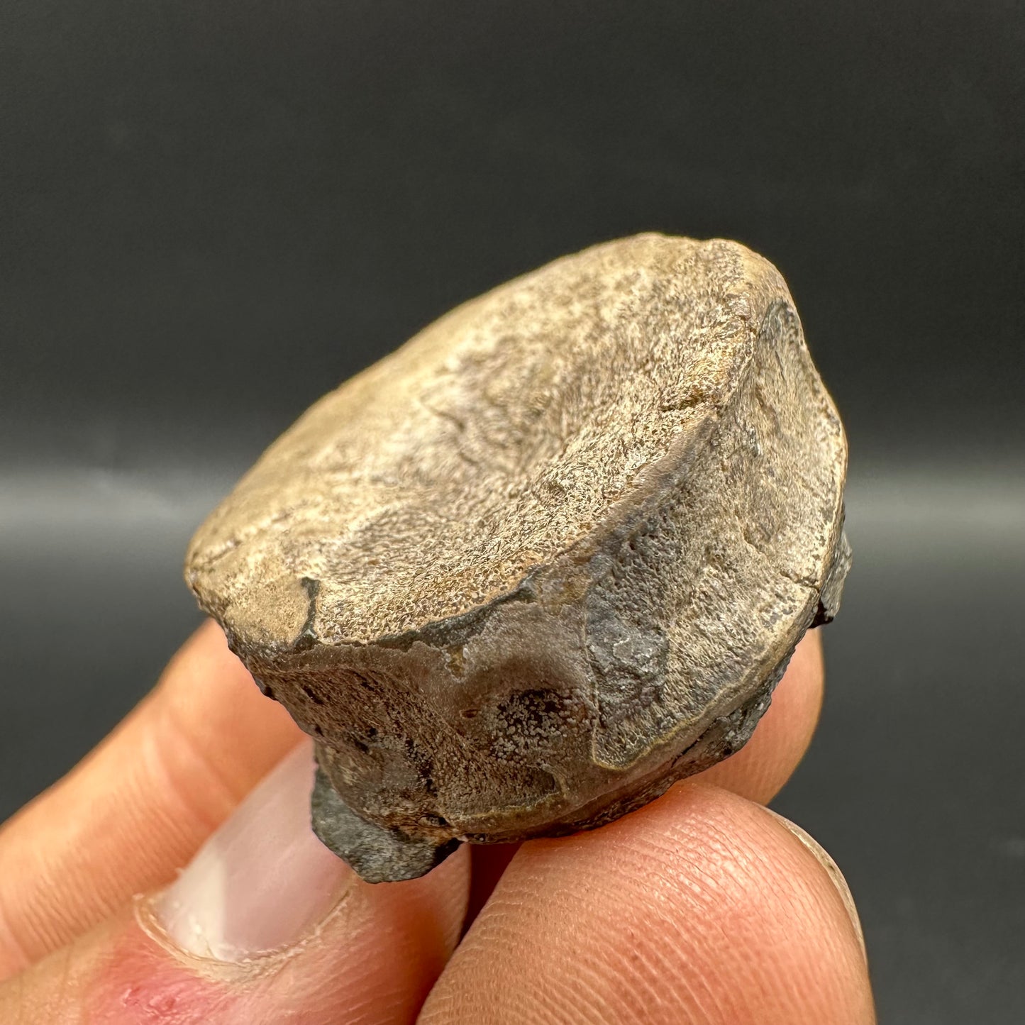 Ichthyosaur Vertebra fossil with box and stand - Whitby, North Yorkshire Jurassic Coast, Yorkshire fossils found on the Jurassic Coast