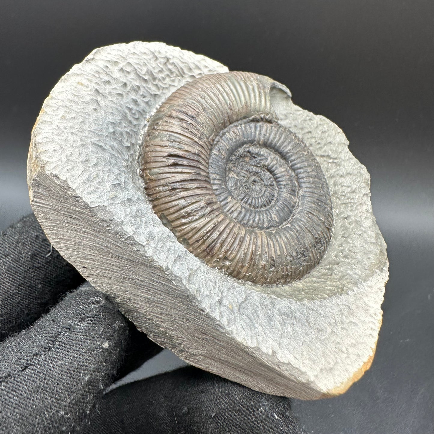 Dactylioceras semicelatum Ammonite fossil with box and stand - Whitby, North Yorkshire Jurassic Coast Yorkshire Fossils