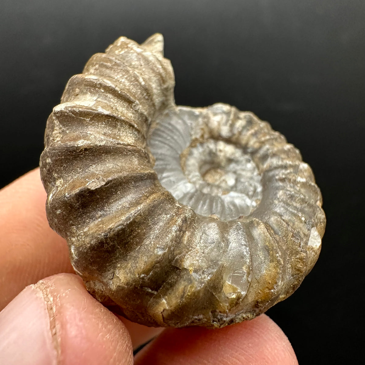 Androgynoceras capricornus Ammonite Fossil With Stand - Whitby, North Yorkshire Jurassic Coast Yorkshire Fossils