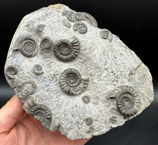 Arnioceras ammonite shell fossil with stand - Whitby, North Yorkshire Jurassic Coast Yorkshire Fossils