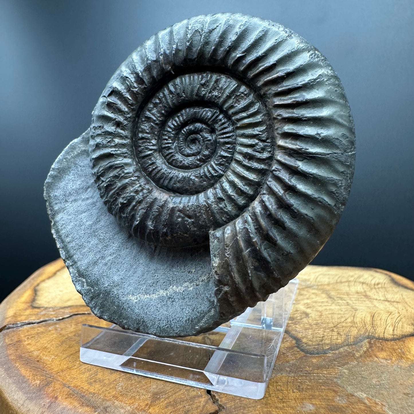 Dactylioceras Ammonite Fossil With box and Stand - Whitby, North Yorkshire Jurassic Coast Yorkshire Fossils