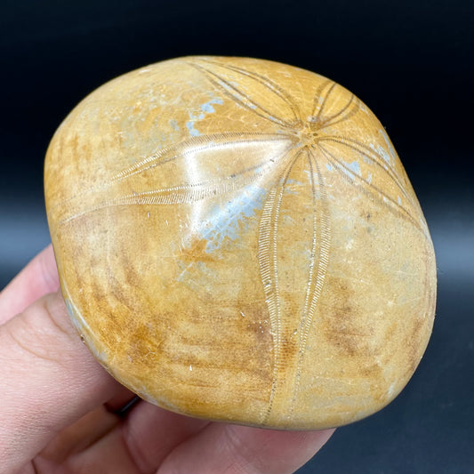 Holectypus Sea Urchin Fossil With Box And Stand - Middle Jurassic Madagascar