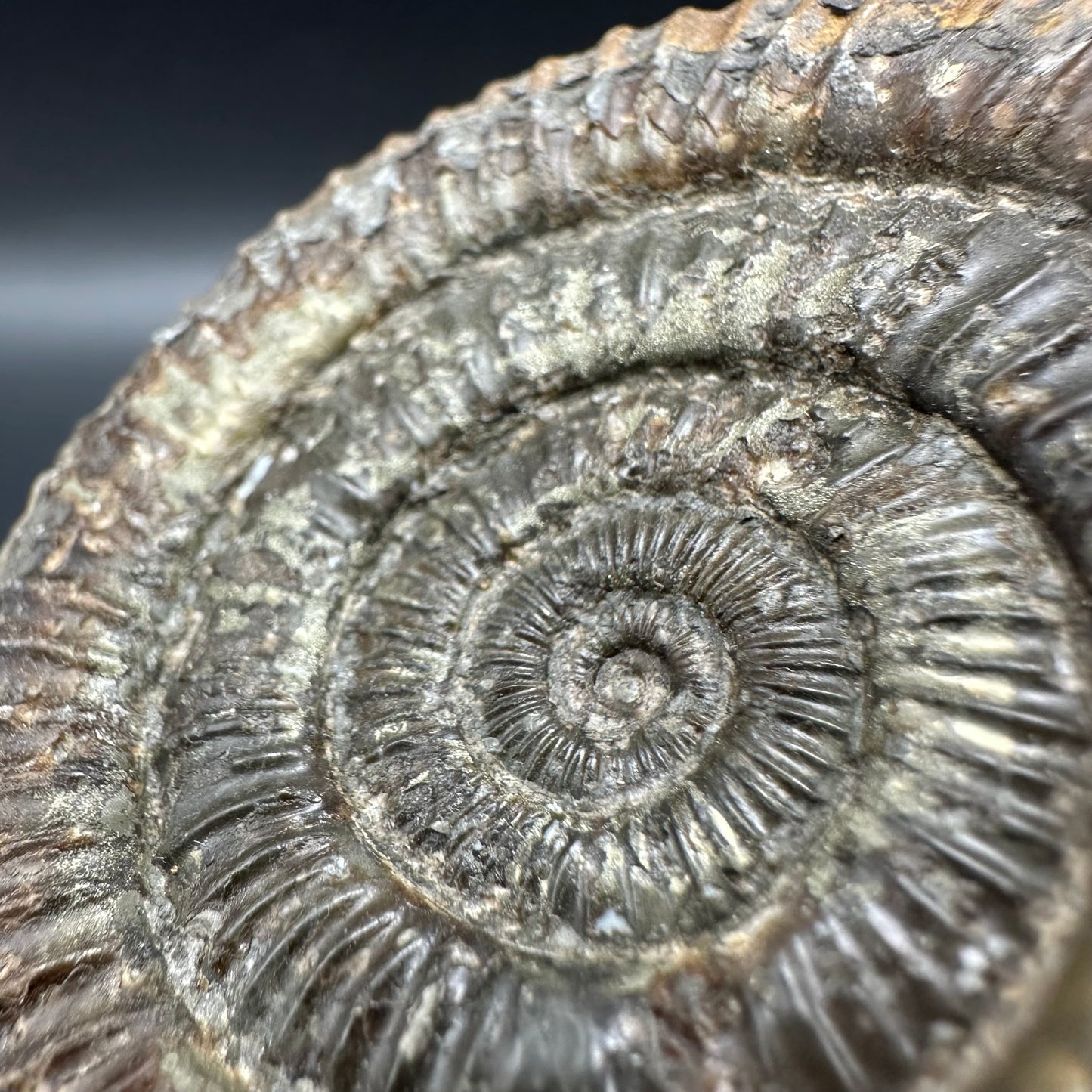 Dactylioceras Ammonite Fossil With Box And Stand - Whitby, North Yorkshire Jurassic Coast Yorkshire Fossils