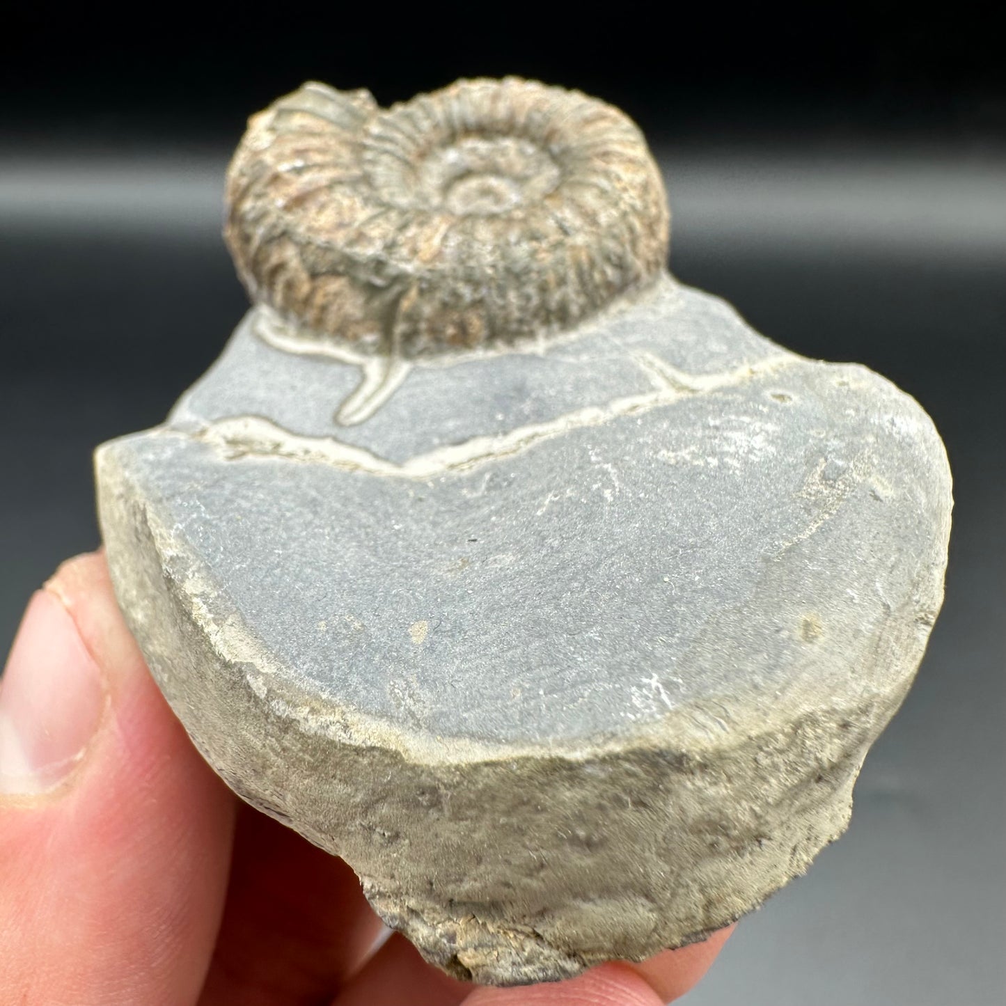 Catacoeloceras Sp. ammonite fossil with box and stand- Whitby, North Yorkshire Jurassic Coast Yorkshire Fossils