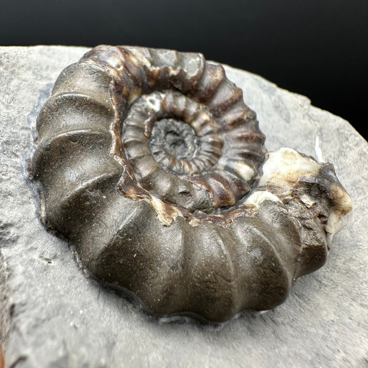 Androgynoceras maculatum ammonite fossil with box and stand - Whitby, North Yorkshire Jurassic Coast Yorkshire Fossils