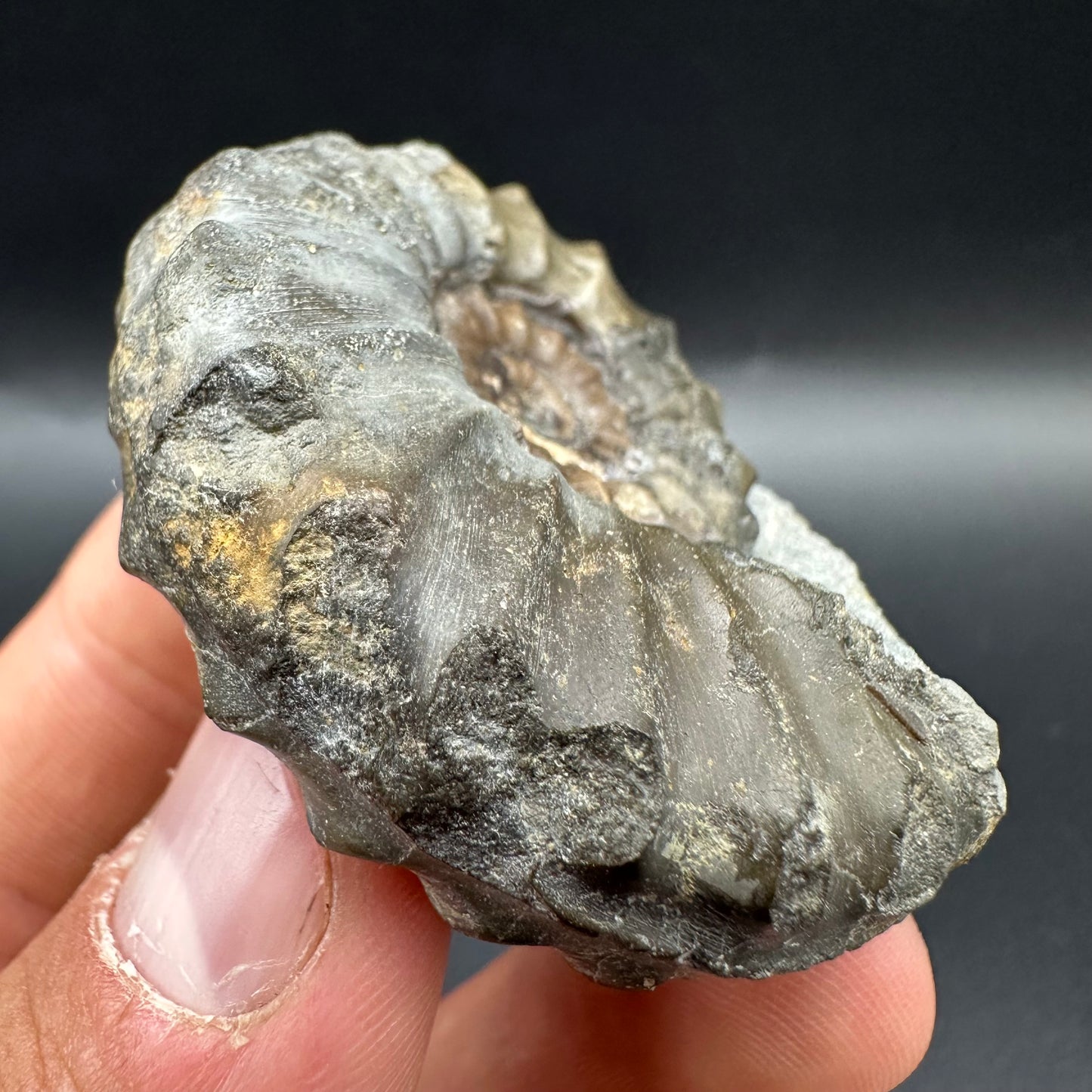 Eugassiceras Ammonite shell fossil with box and stand - Whitby, North Yorkshire Jurassic Coast Yorkshire Fossils