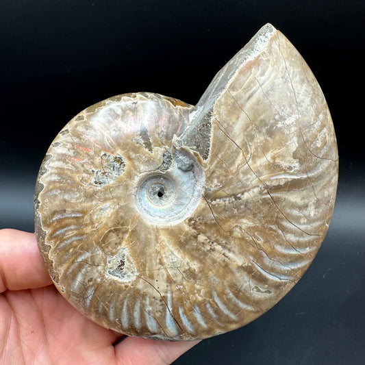 Cleoniceras Ammonite Fossil With Box And Stand - Cretaceous Ammonite Madagascar