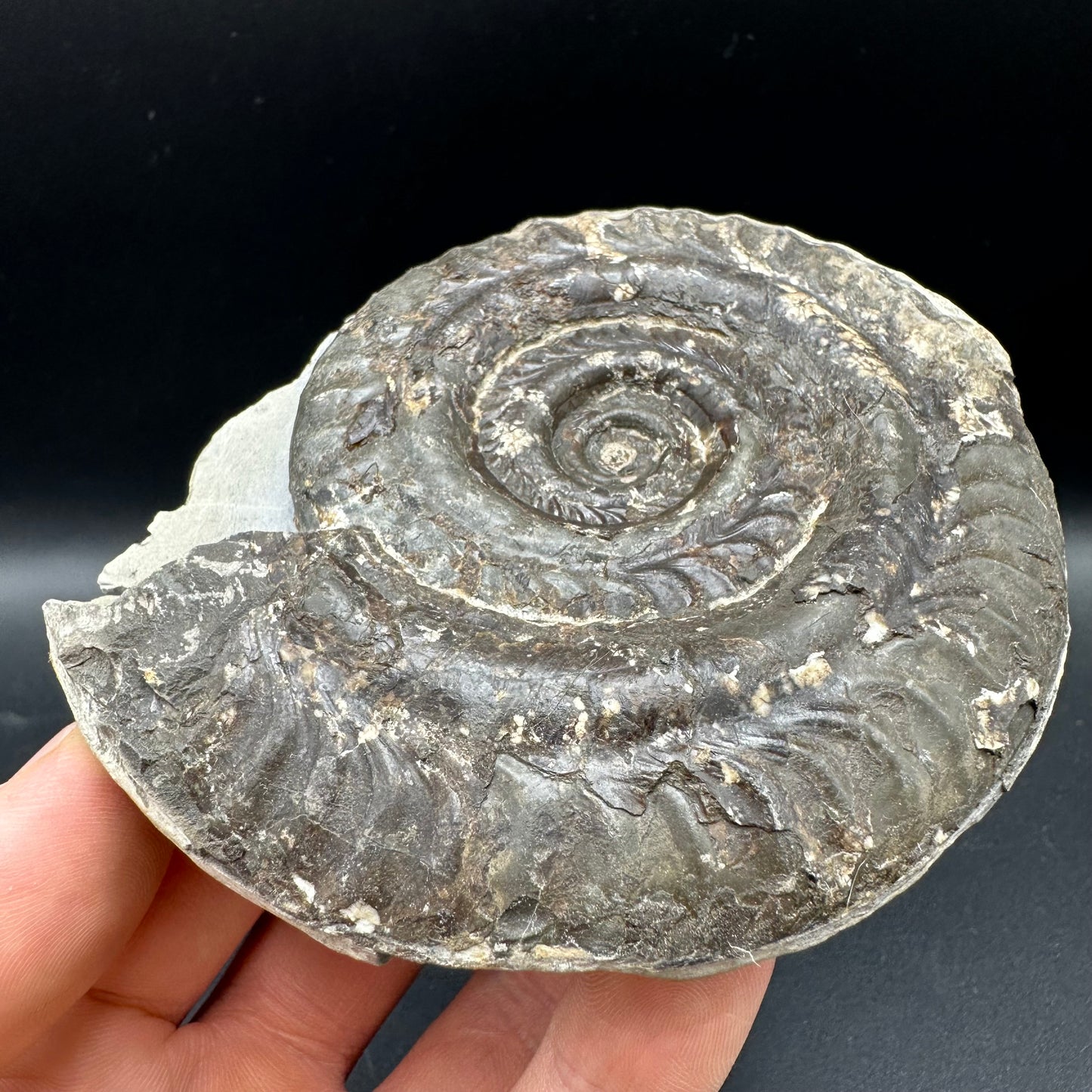 Hildoceras lusitanicum Ammonite fossil with box and stand - Whitby, North Yorkshire, Jurassic Coast, Yorkshire Fossils from the Jurassic Coast