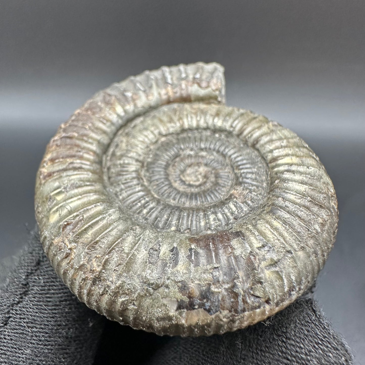 Dactylioceras Ammonite Fossil With Box And Stand - Whitby, North Yorkshire Jurassic Coast Yorkshire Fossils