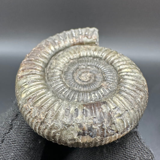 Dactylioceras Ammonite Fossil With Box And Stand - Whitby, North Yorkshire Jurassic Coast Yorkshire Fossils