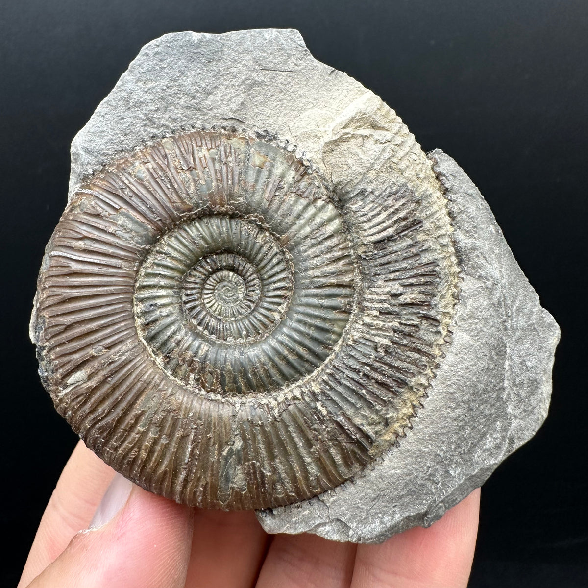 Dactylioceras Ammonite nodule (split pair) Fossil With Box And Stand - Whitby, North Yorkshire Jurassic Coast Yorkshire Fossils