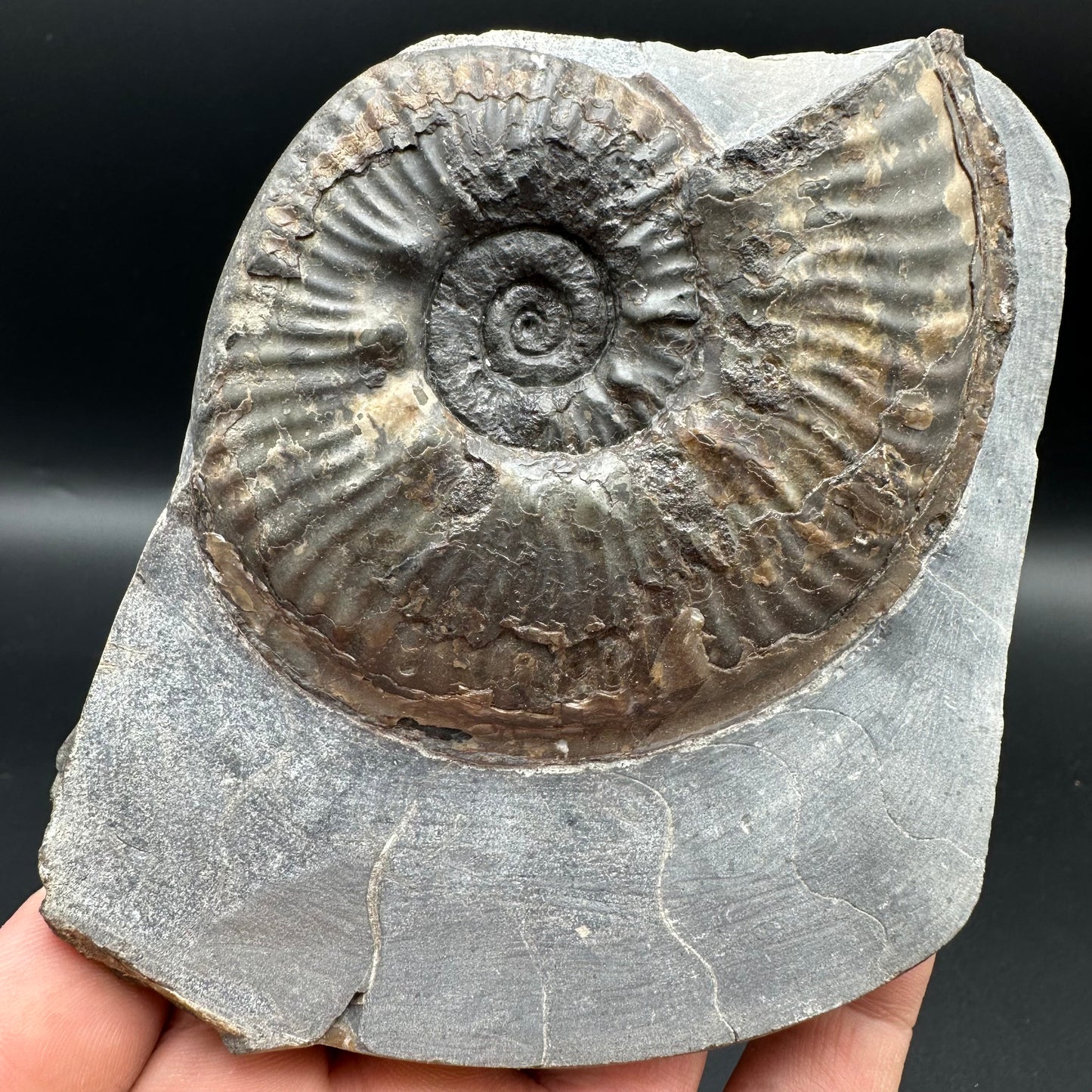 Haugia beani ammonite fossil with box and stand - Whitby, North Yorkshire Jurassic Coast Yorkshire Fossils