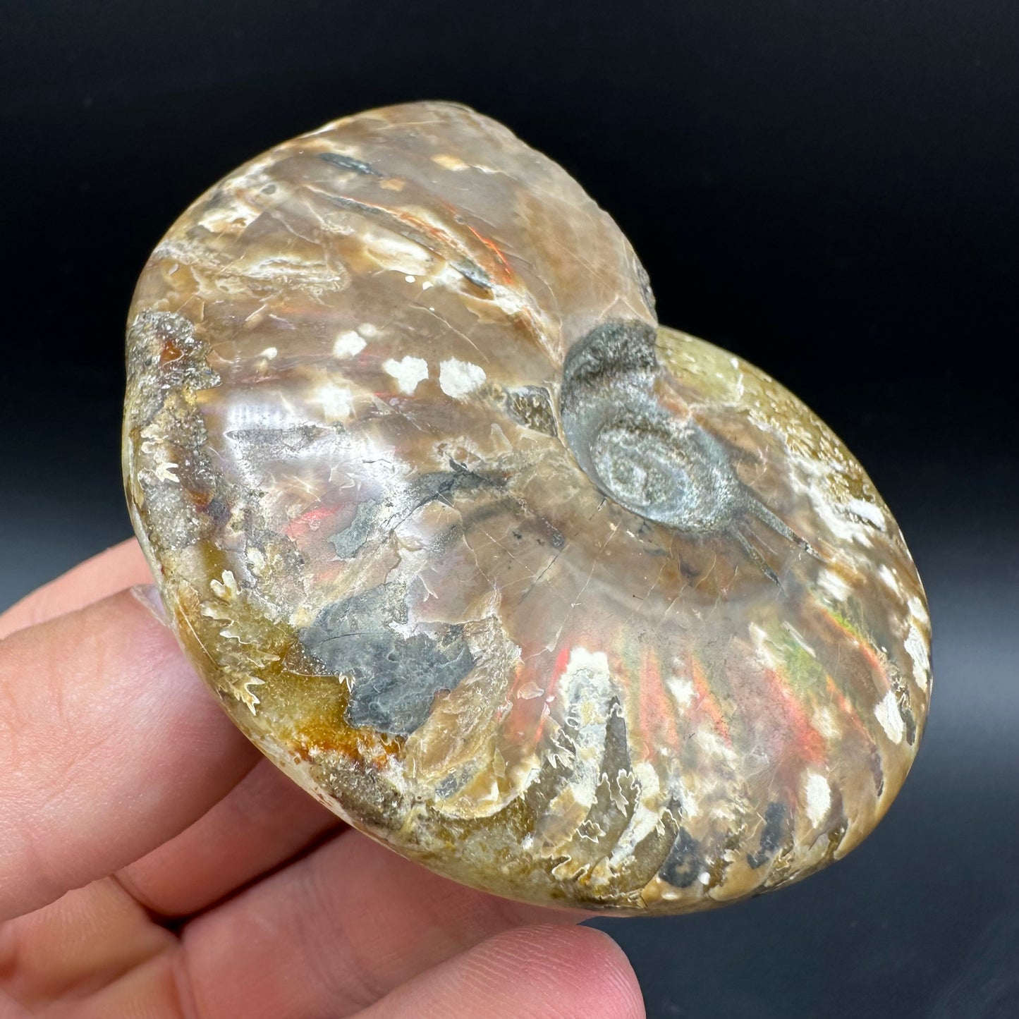 Cleoniceras Ammonite Fossil With Box And Stand - Cretaceous Ammonite Madagascar