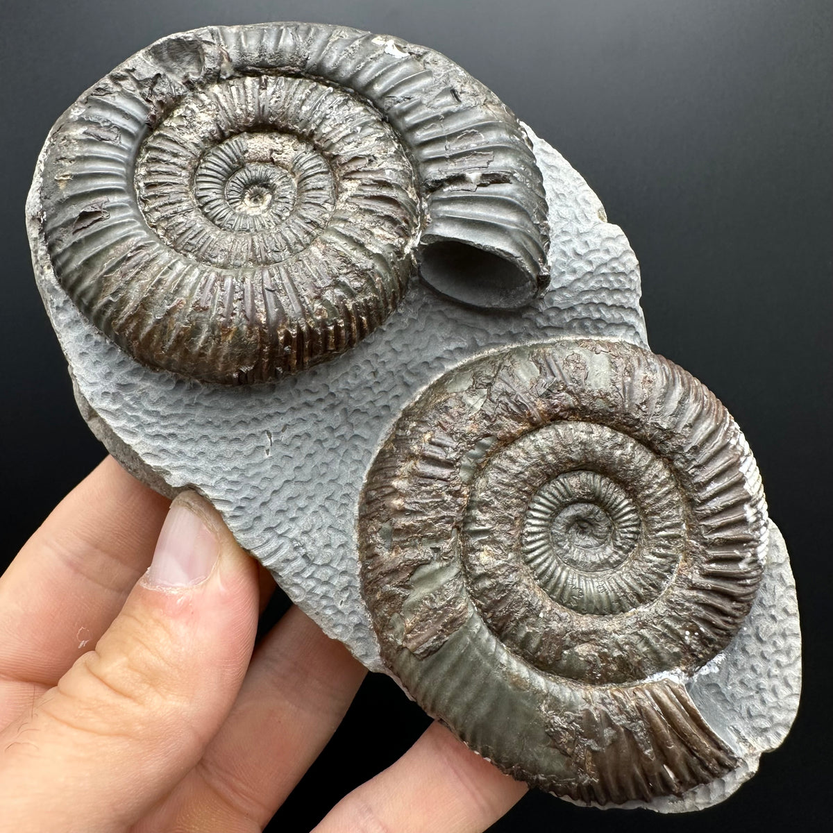 Dactylioceras Ammonite Fossil With Stand - Whitby, North Yorkshire Jurassic Coast Yorkshire Fossils