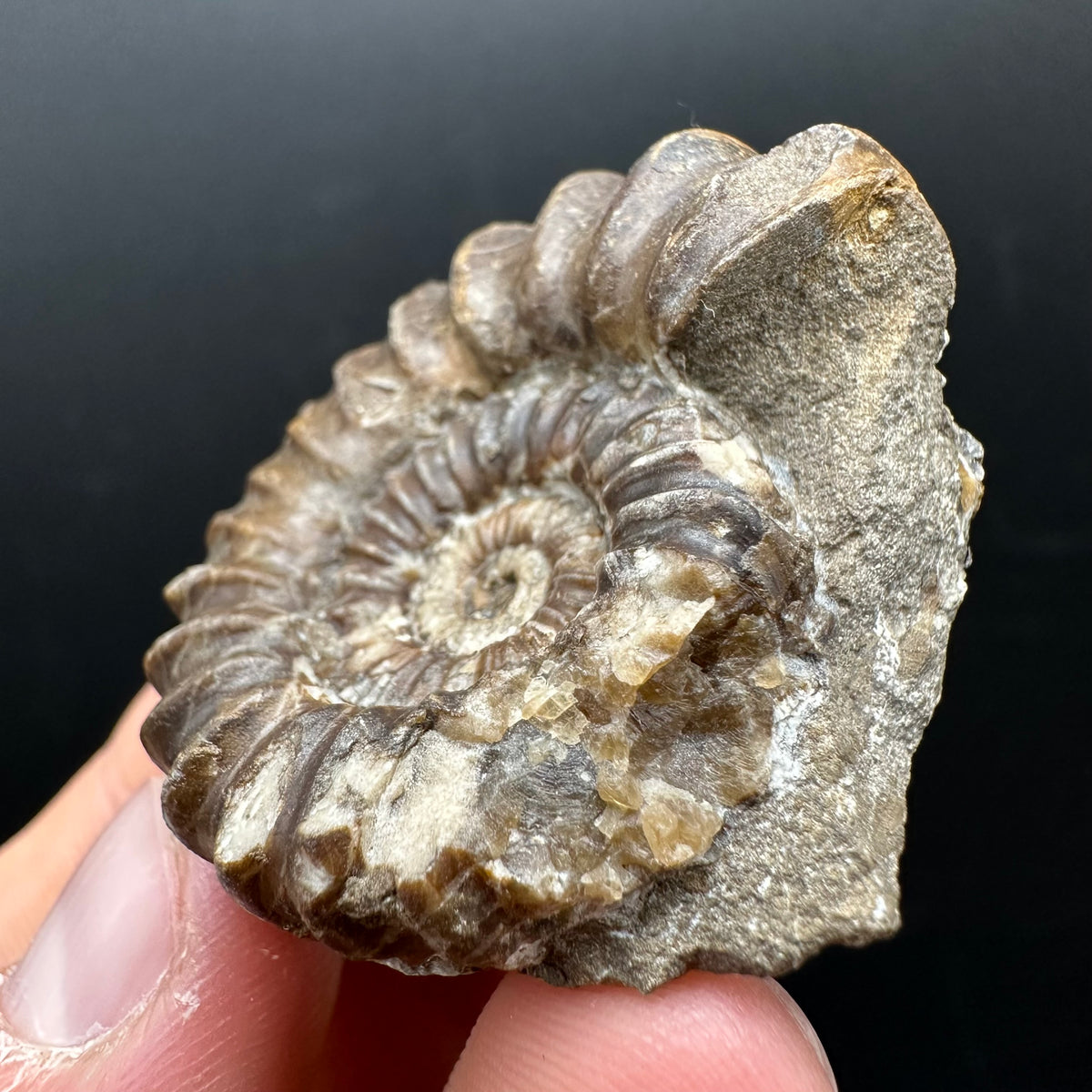 Androgynoceras capricornus Ammonite Fossil With Stand - Whitby, North Yorkshire Jurassic Coast Yorkshire Fossils