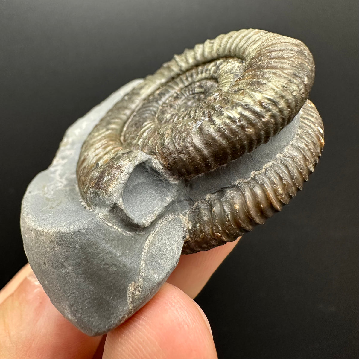 Dactylioceras Ammonite Fossil With Stand - Whitby, North Yorkshire Jurassic Coast Yorkshire Fossils