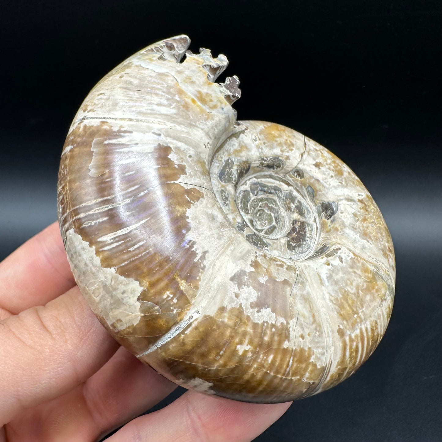 Puzosia Ammonite Fossil With Box And Stand - Cretaceous Ammonite Madagascar