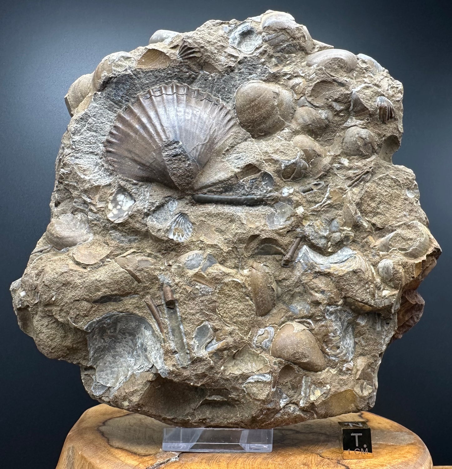 Shell fossil with stand - Whitby, North Yorkshire, Jurassic Coast, Yorkshire Fossils