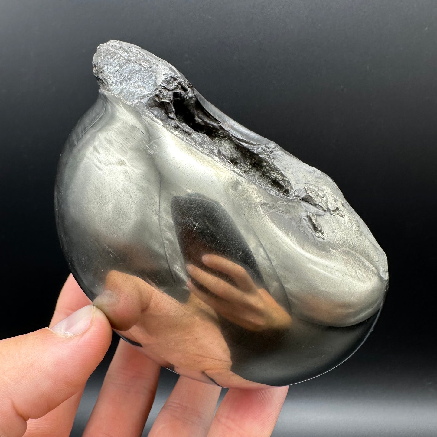 Golden Egg (GENUINE) Ammonite Fossil With Stand - Whitby, North Yorkshire Jurassic Coast Yorkshire Fossils