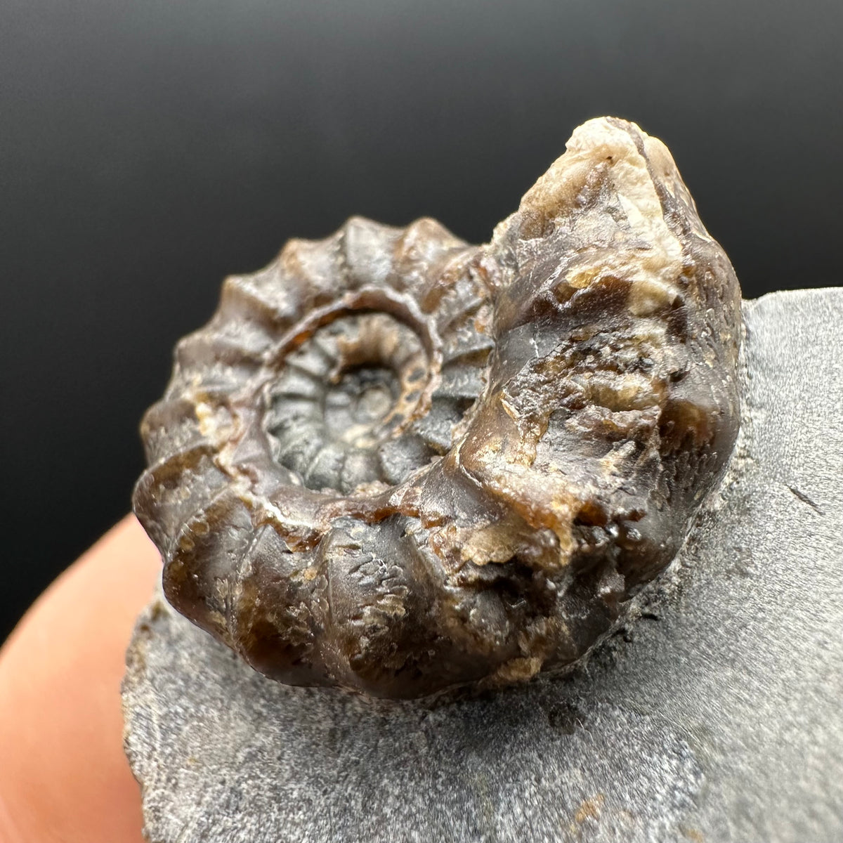 Androgynoceras maculatum ammonite fossil with stand - Whitby, North Yorkshire Jurassic Coast Yorkshire Fossils