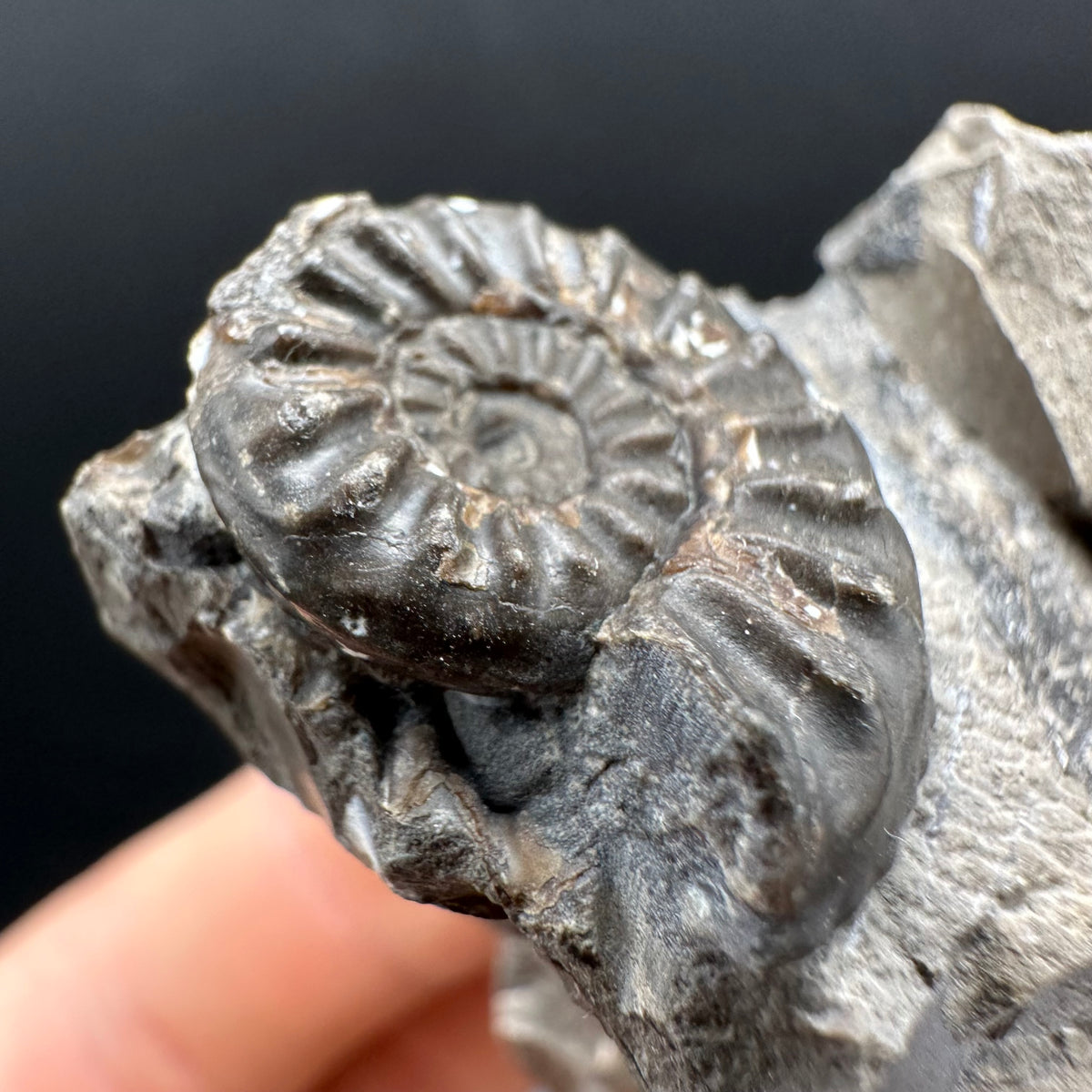 Amaltheus subnodosus Ammonite fossil with stand - Whitby, North Yorkshire Jurassic Coast Yorkshire Fossils