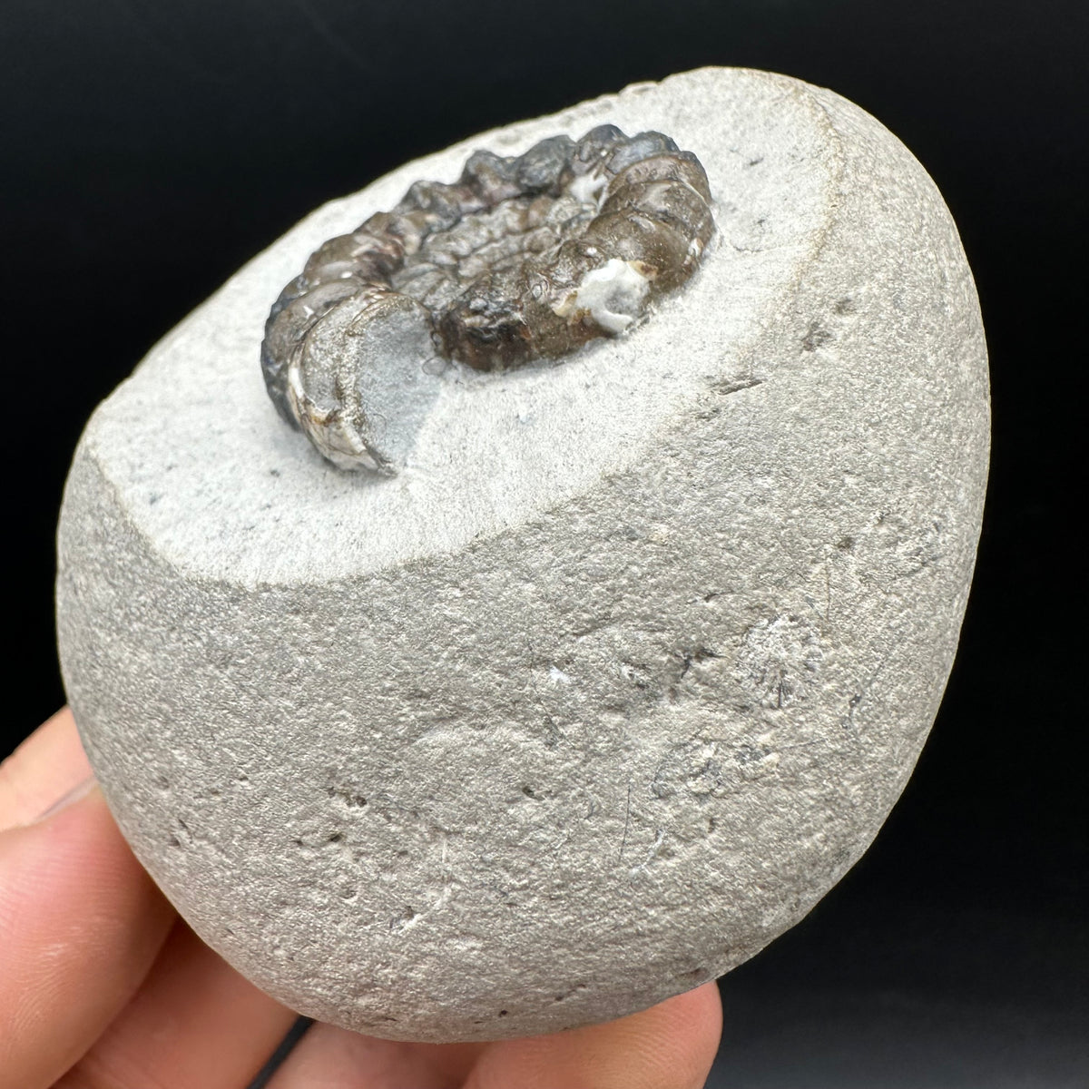 Androgynoceras maculatum ammonite fossil with box and stand - Whitby, North Yorkshire Jurassic Coast Yorkshire Fossils