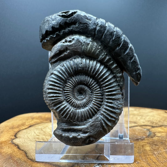 ‘Rammonite’ Snakestone Ammonite Fossil With Bag/Box And Stand - Whitby, North Yorkshire Jurassic Coast Yorkshire Fossils