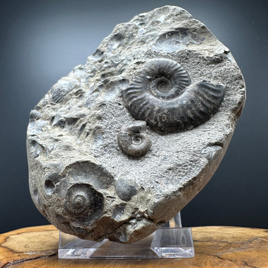 Grammoceras thoaurense Ammonite shell fossil with box and stand - Whitby, North Yorkshire, Yorkshire Fossils from the Jurassic Coast