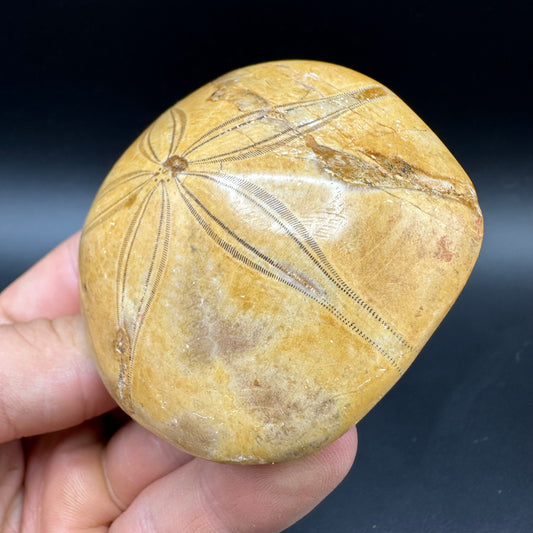 Holectypus Sea Urchin Fossil With Box And Stand - Middle Jurassic Madagascar
