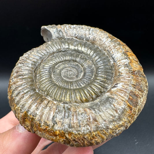 Dactylioceras Ammonite Fossil With Box And Stand - Whitby, North Yorkshire Jurassic Coast Yorkshire Fossils