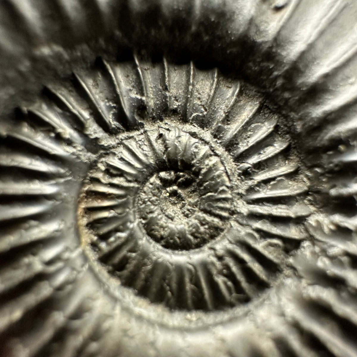 Schlothemia sp. ammonite fossil with box and stand - Whitby, North Yorkshire Jurassic Coast, Yorkshire fossils