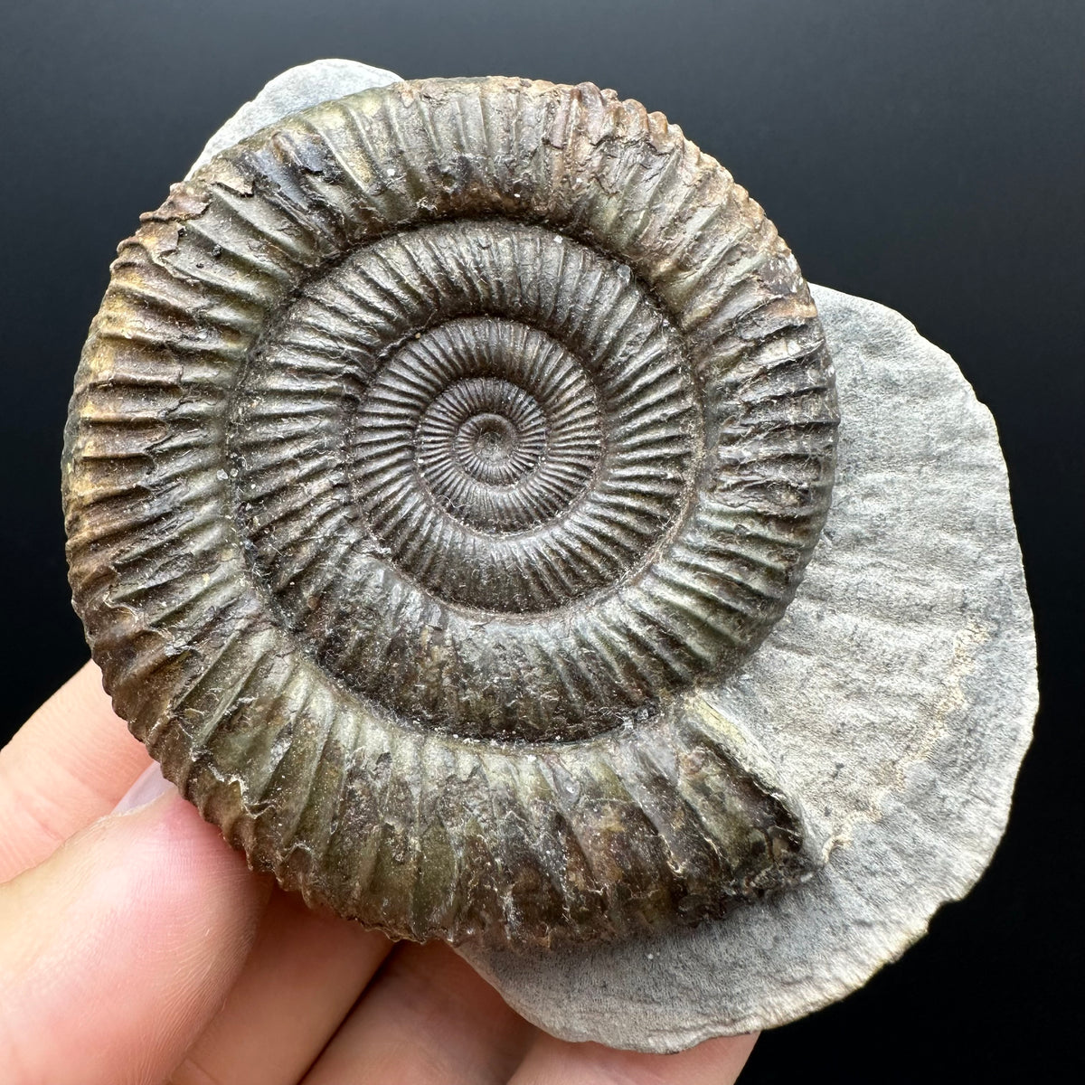 Dactylioceras Ammonite Fossil With box and Stand - Whitby, North Yorkshire Jurassic Coast Yorkshire Fossils