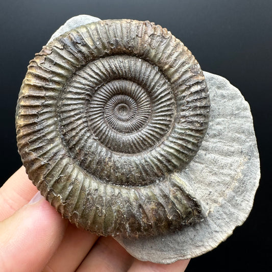Dactylioceras Ammonite Fossil With box and Stand - Whitby, North Yorkshire Jurassic Coast Yorkshire Fossils