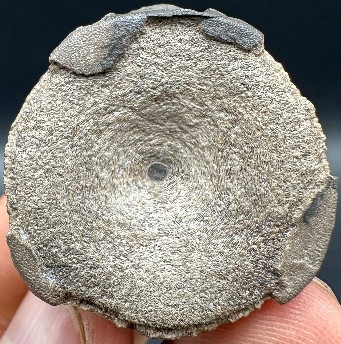 Ichthyosaur Vertebra fossil with box and stand - Whitby, North Yorkshire Jurassic Coast, Yorkshire fossils found on the Jurassic Coast