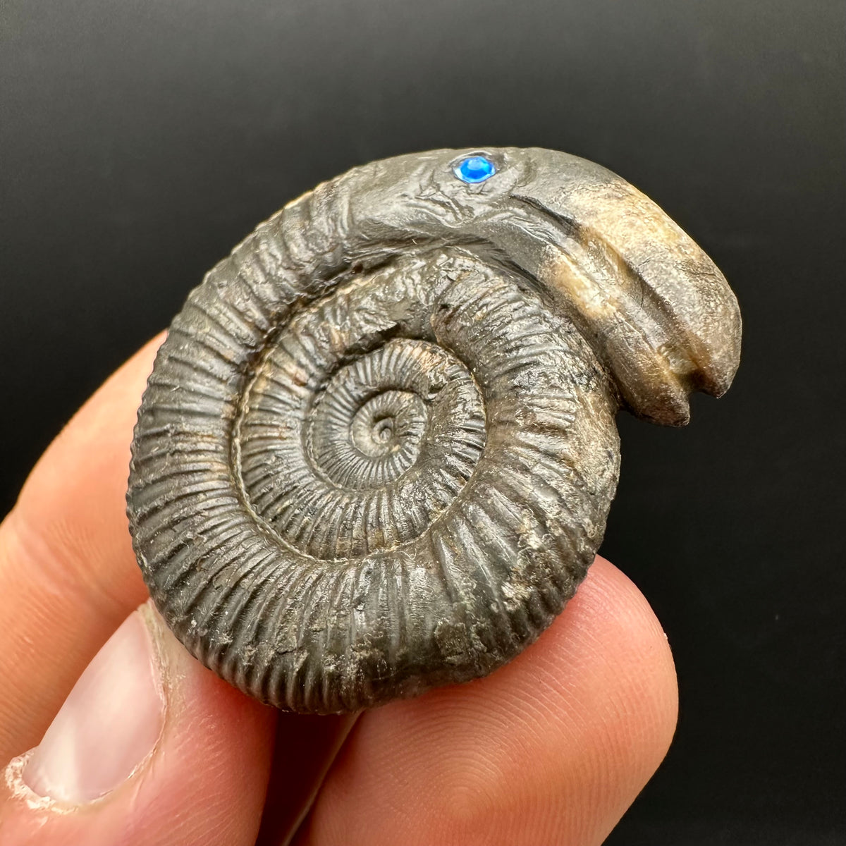Snakestone Ammonite Fossil With Bag/Box And Stand - Whitby, North Yorkshire Jurassic Coast Yorkshire Fossils