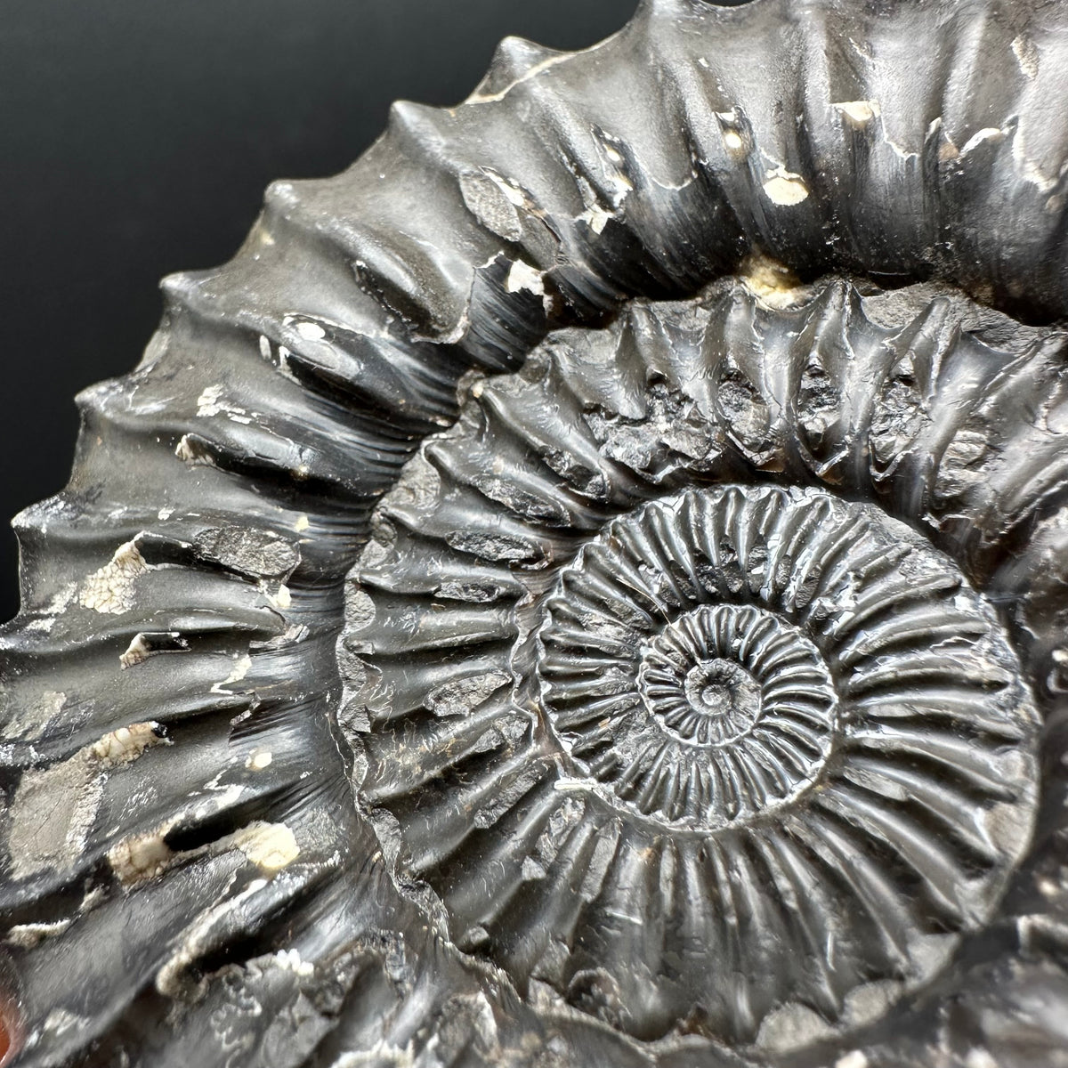 Pleuroceras hawskerense Ammonite fossil with box and stand - Whitby, North Yorkshire Jurassic Coast, Yorkshire fossils