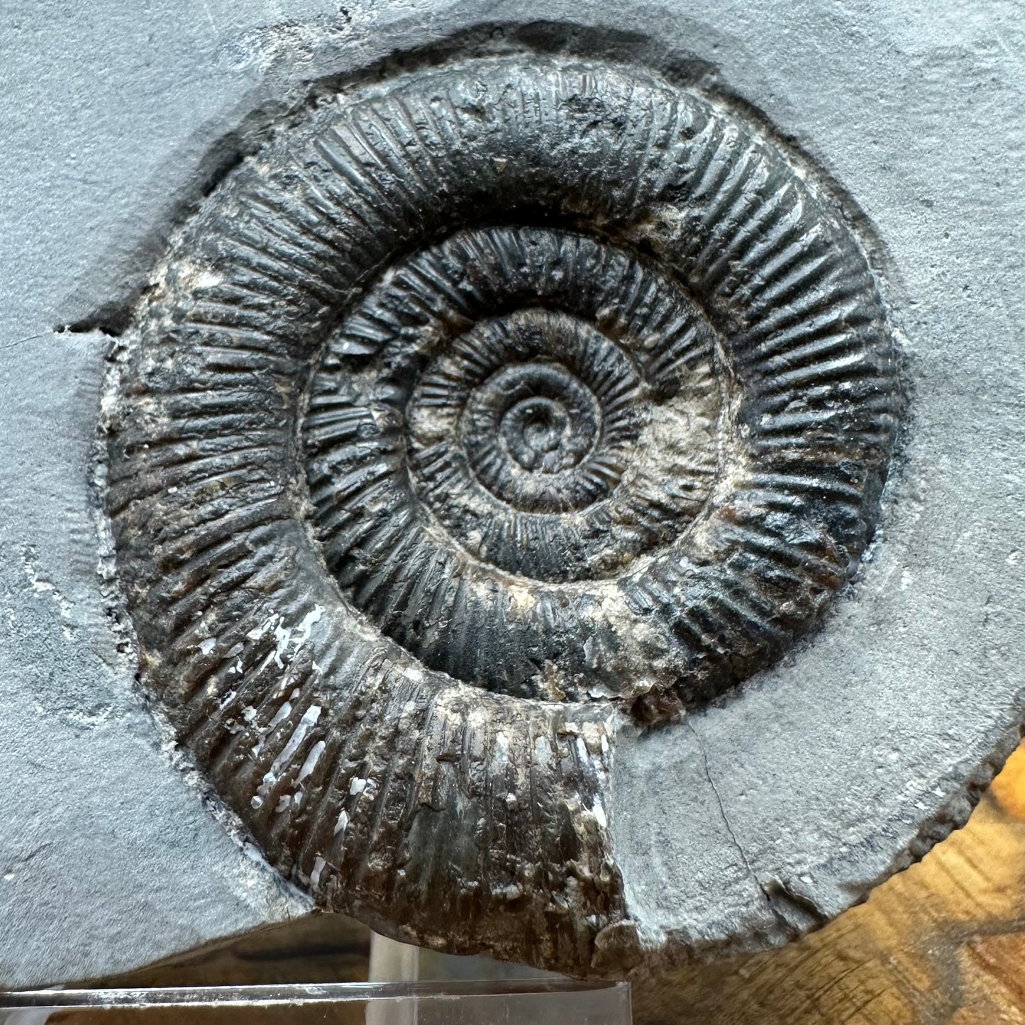 Dactylioceras tenuicostatum Ammonite fossil with box and stand - Whitby, North Yorkshire Jurassic Coast