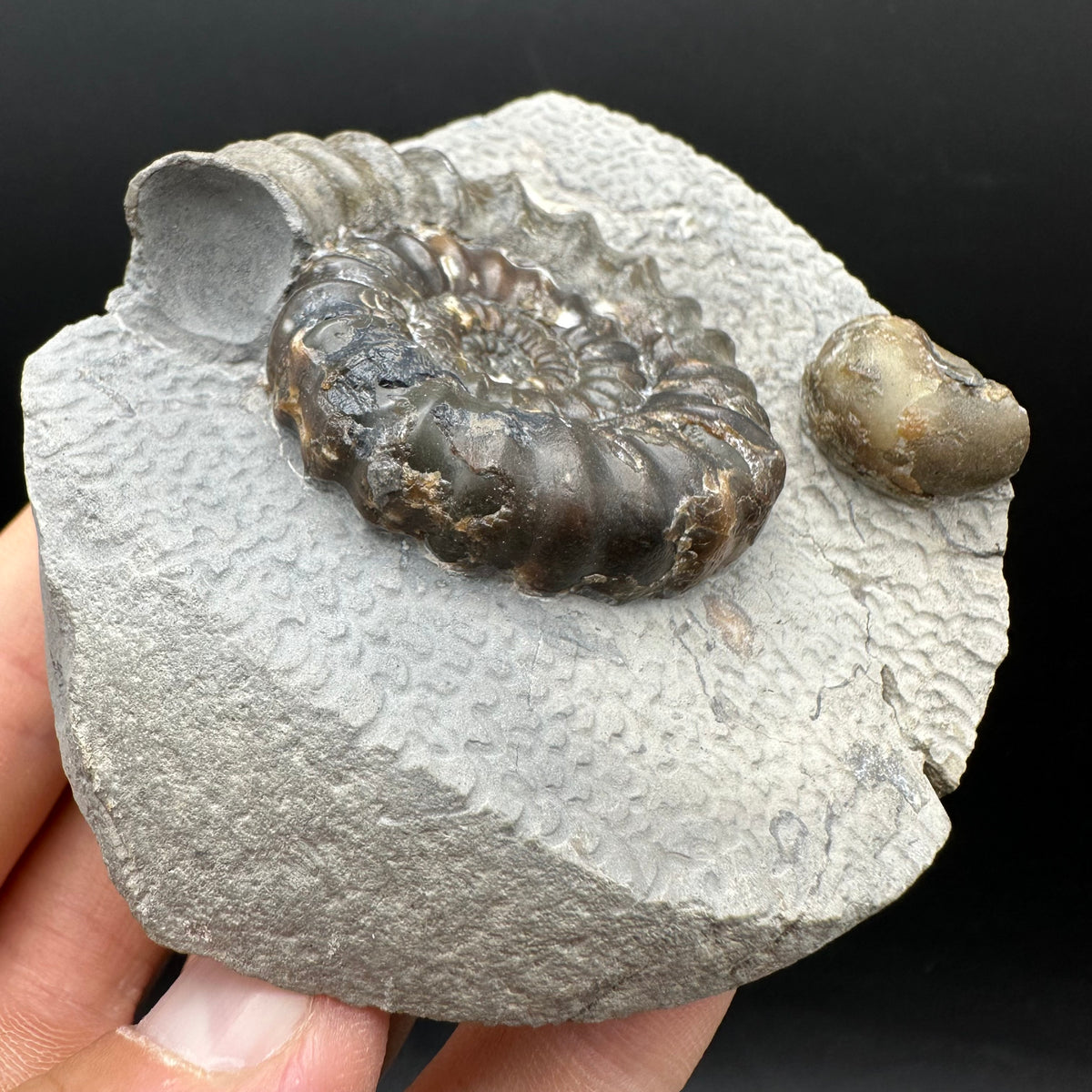 Androgynoceras maculatum ammonite fossil with box and stand - Whitby, North Yorkshire Jurassic Coast Yorkshire Fossils
