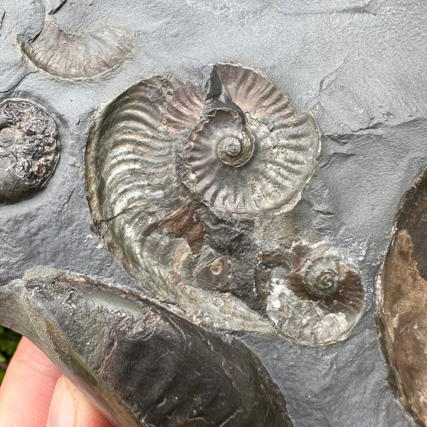 Golden Egg (GENUINE) Ammonite Fossil With Stand - Whitby, North Yorkshire Jurassic Coast Yorkshire Fossils