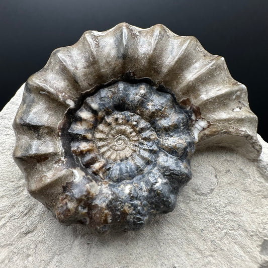 Androgynoceras maculatum ammonite fossil with box and stand - Whitby, North Yorkshire Jurassic Coast Yorkshire Fossils
