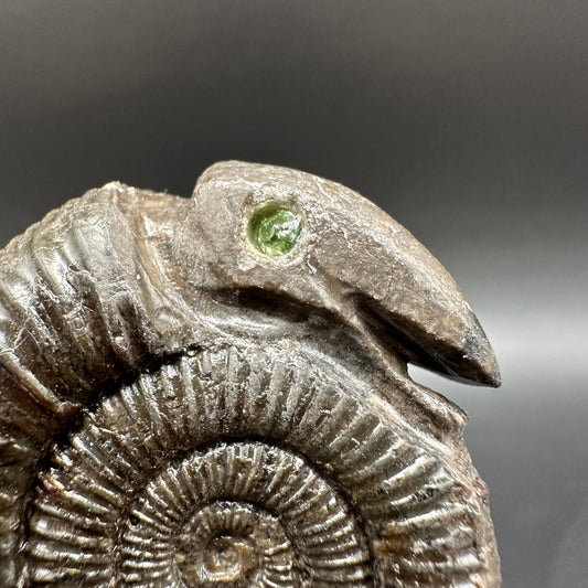 Snakestone Ammonite Fossil With Bag/Box And Stand - Whitby, North Yorkshire Jurassic Coast Yorkshire Fossils