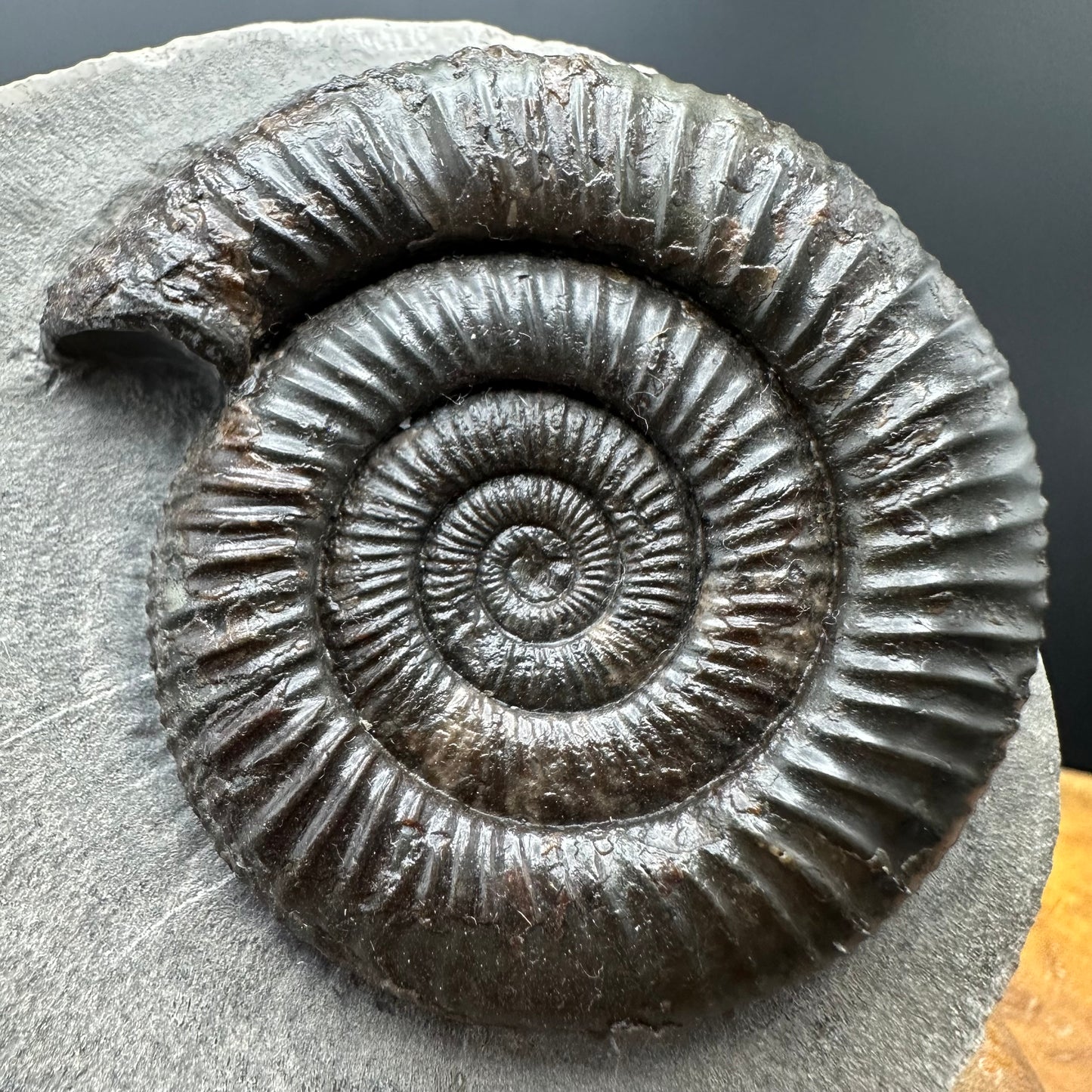 Dactylioceras Ammonite Fossil With box and Stand - Whitby, North Yorkshire Jurassic Coast Yorkshire Fossils