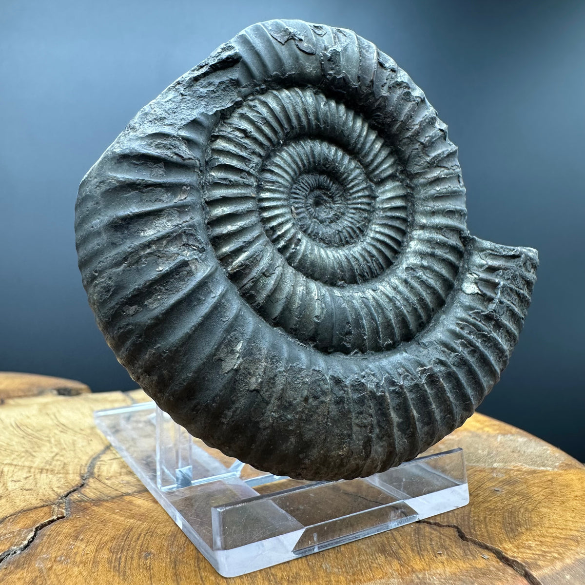Dactylioceras Ammonite Fossil With box and Stand - Whitby, North Yorkshire Jurassic Coast Yorkshire Fossils