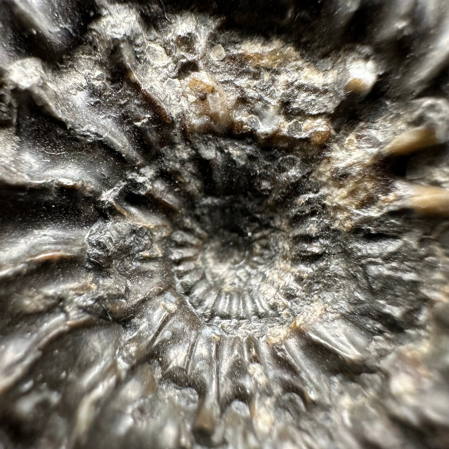 Peronoceras Sp. Ammonite fossil with box and stand - Whitby, North Yorkshire Jurassic Coast Yorkshire Fossils